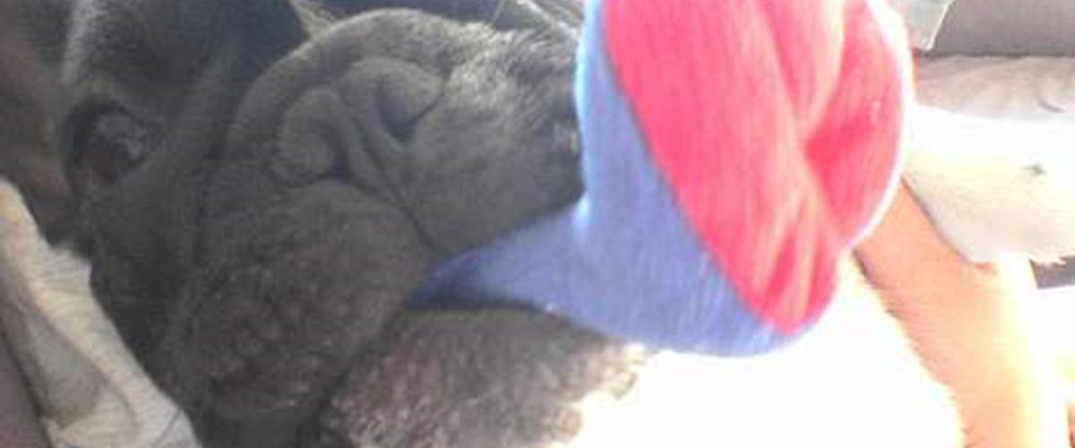 Fransk bulldog bulliniums emilio/quark 2005 verdens dejligste hund